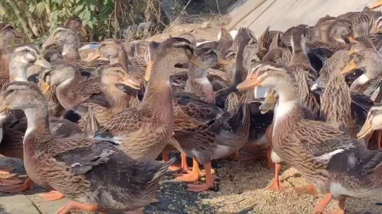 黄皮黄油肉麻鸭