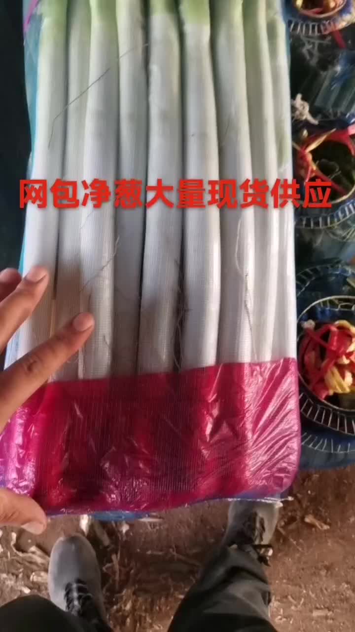 铁杆大葱钢葱净葱代发净葱产地直供现货供应