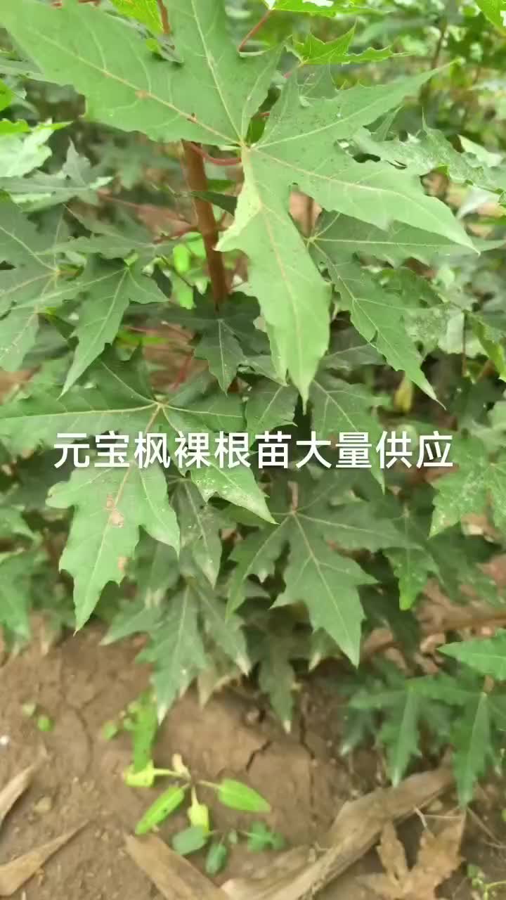 元宝枫裸根苗，杯苗大量供应