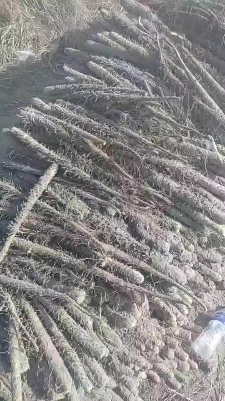 沙地麻山药正在出土中条形美观无黑头