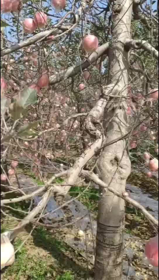 陕西纸加膜红富士苹果价格，红富士苹果批发