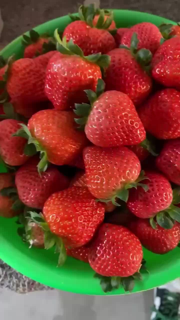 徐州草莓大量上市