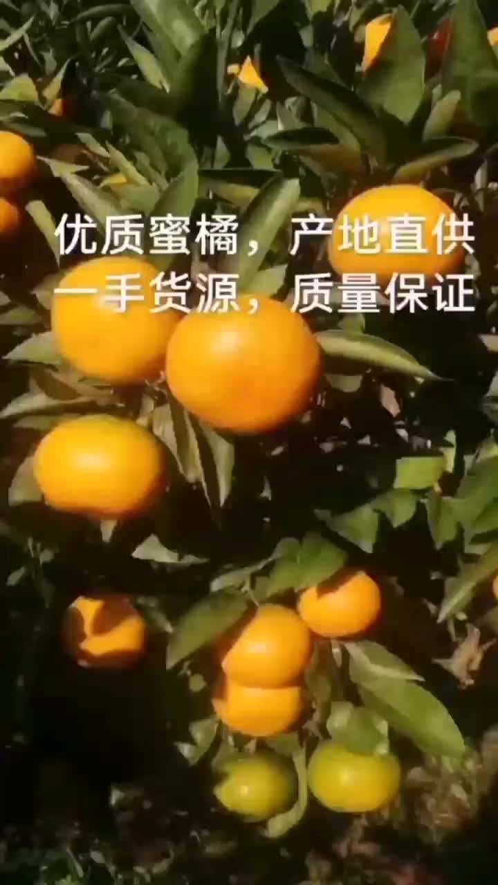 （实力商家）高山蜜桔，现摘现发，口感甜，量大价优