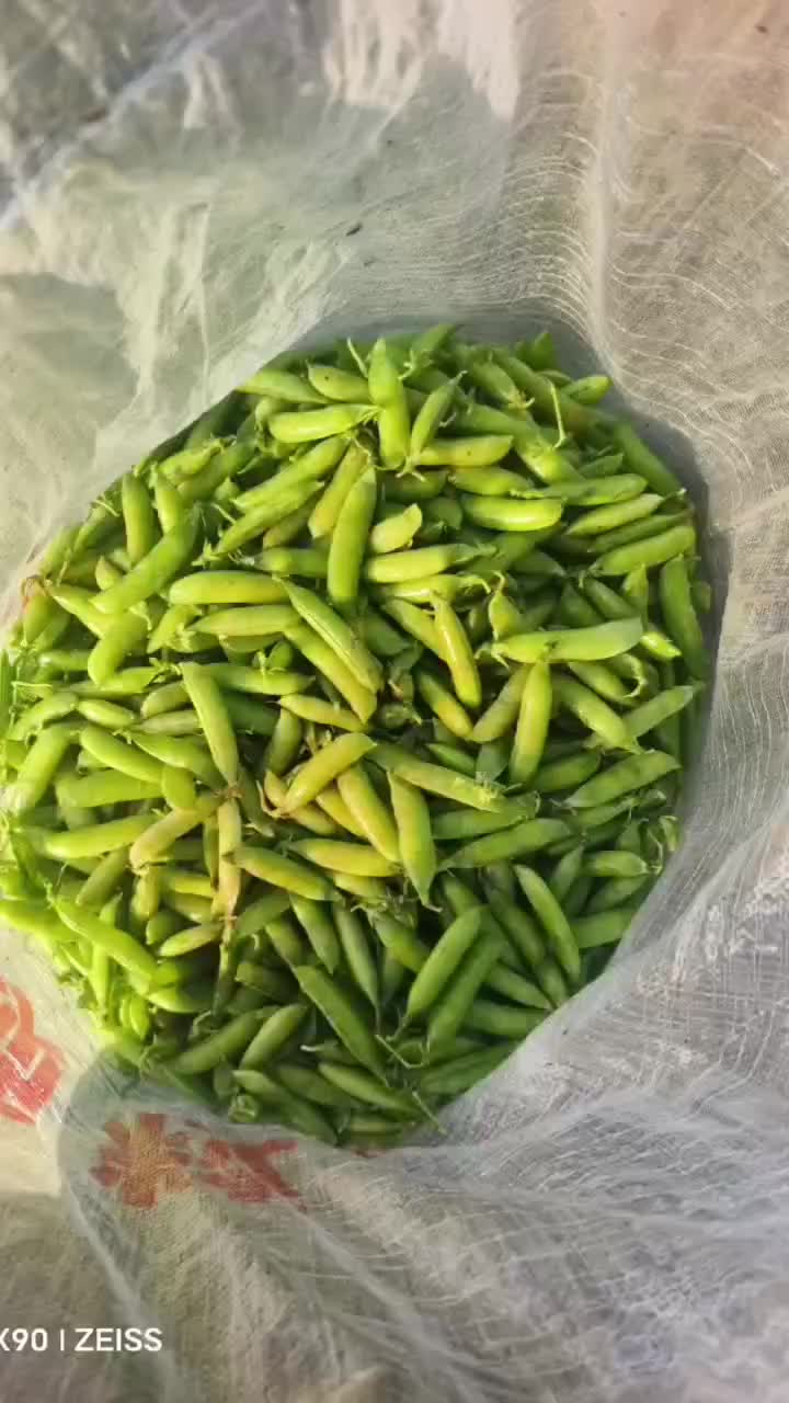 豌豆，小豆，豌豆荚，甜豆基地直发，一手货源，量大从优