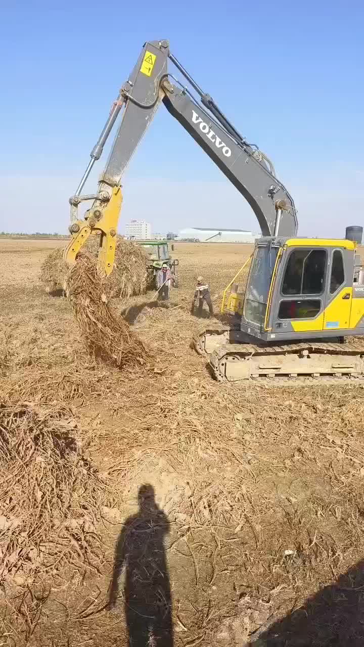 甘草鲜货有切片。有整吨需要的联系