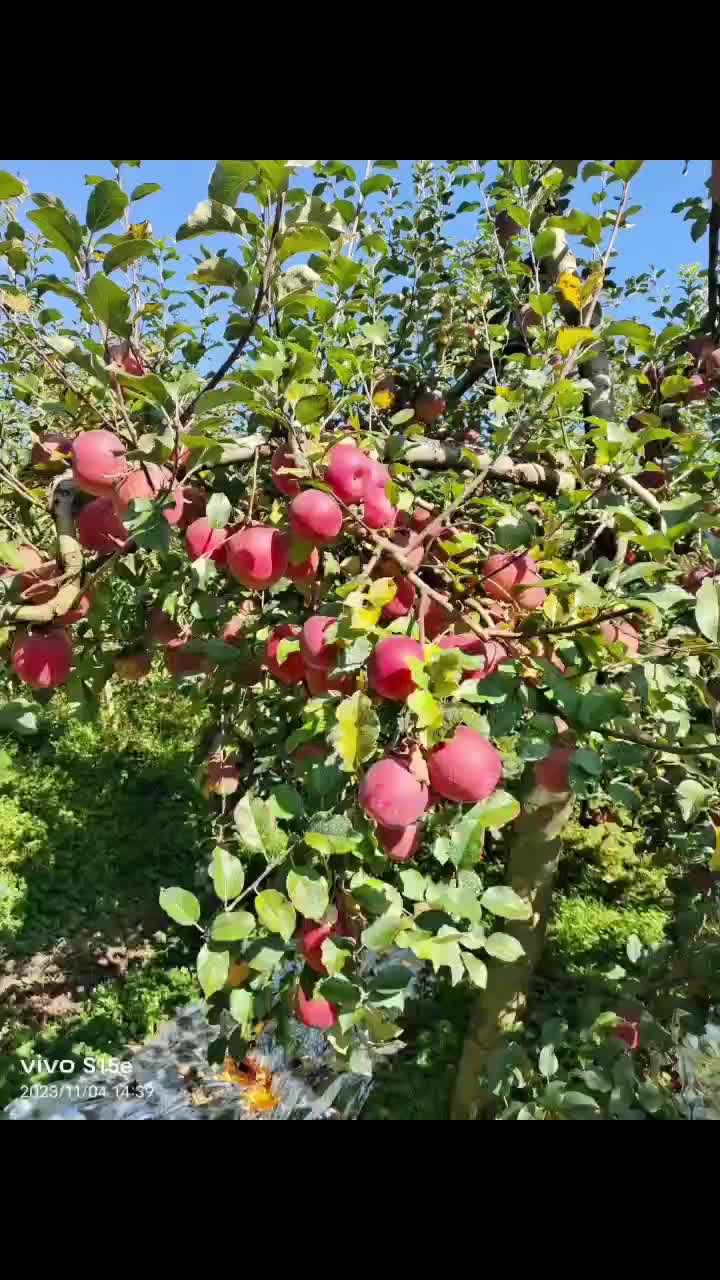 糖心苹果大量上市了，有需要的老板请我谢谢