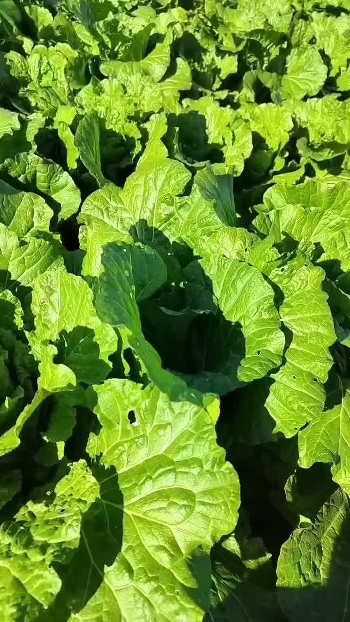 宁夏大白菜精品白菜现货大量供应产地专业代办代收保质保量