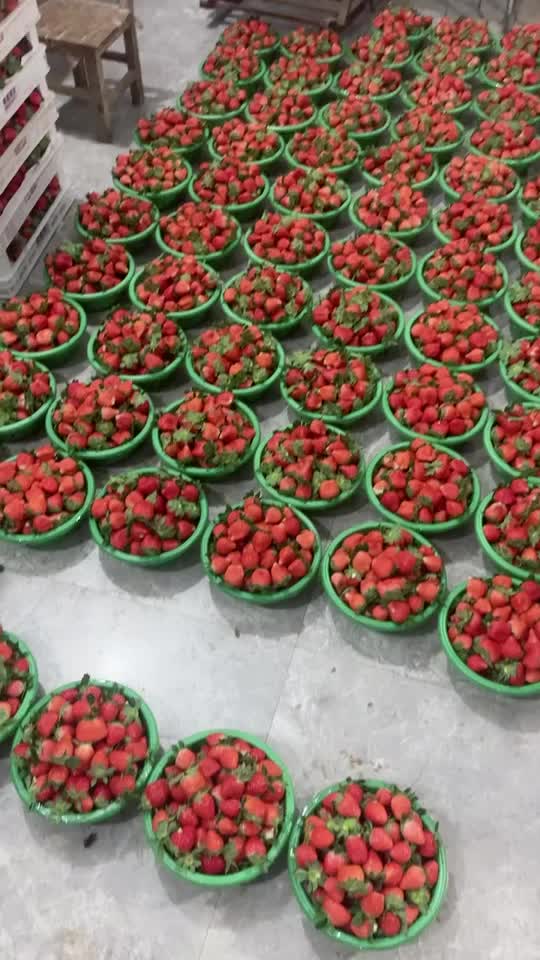 宁玉草莓