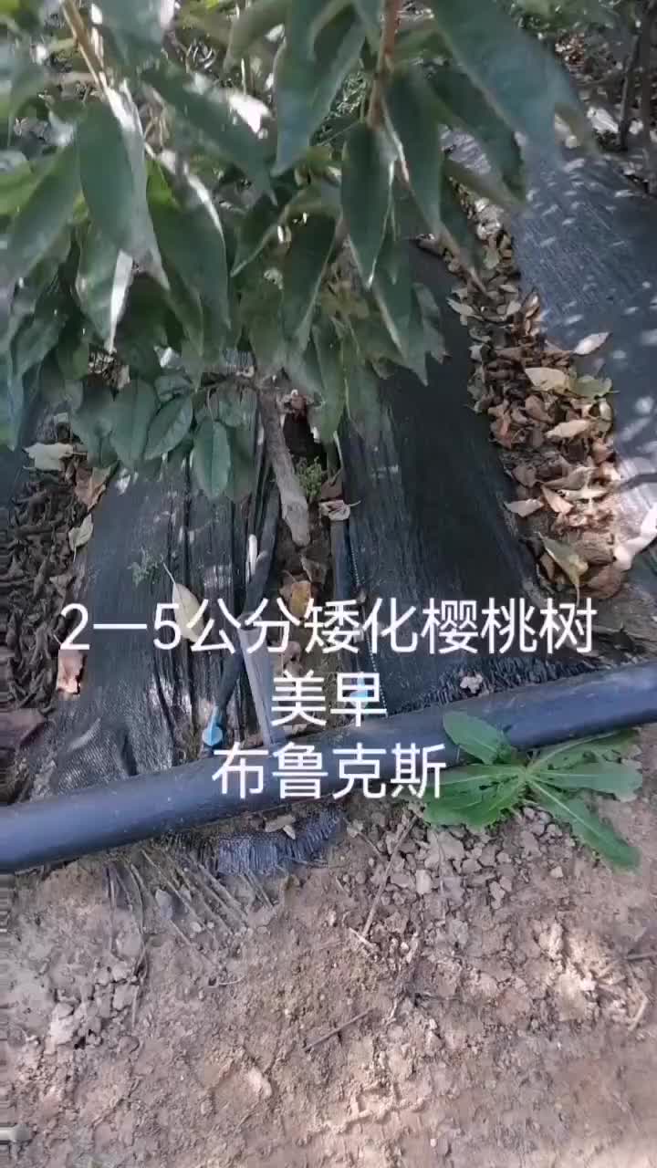 矮化樱桃树，吉塞拉樱桃树基地，根系发达完整，品种纯正齐全