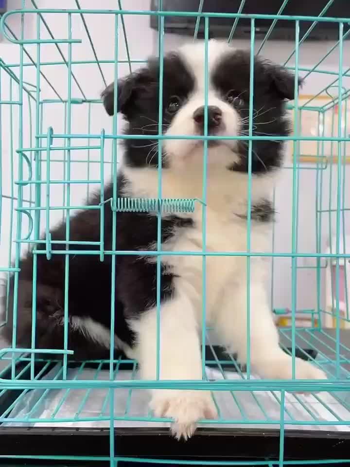 精品牧羊犬边牧