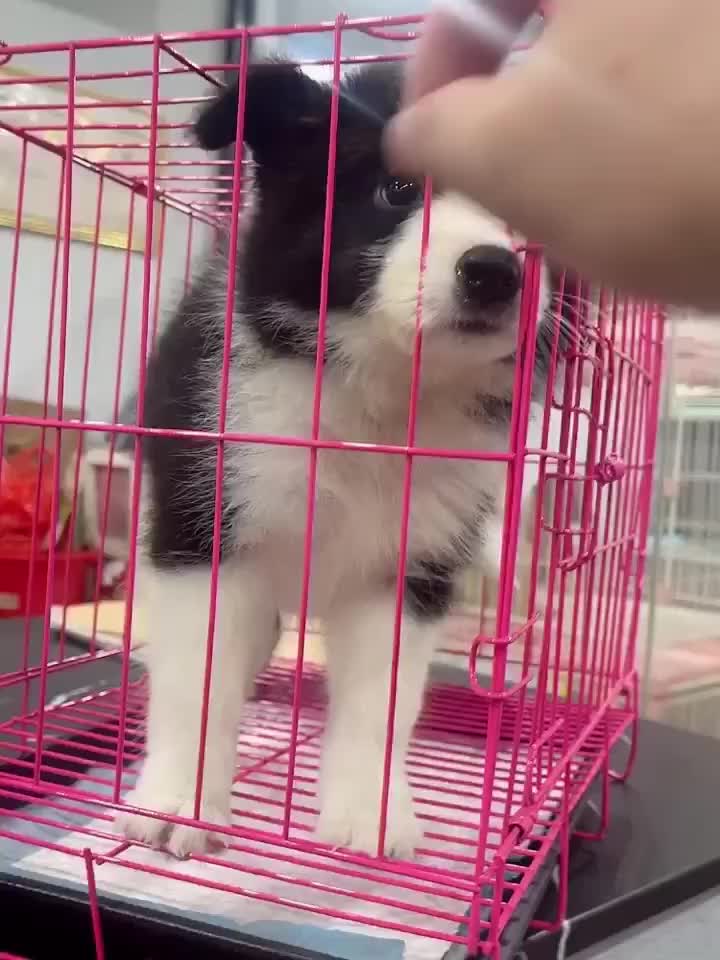 边牧幼犬