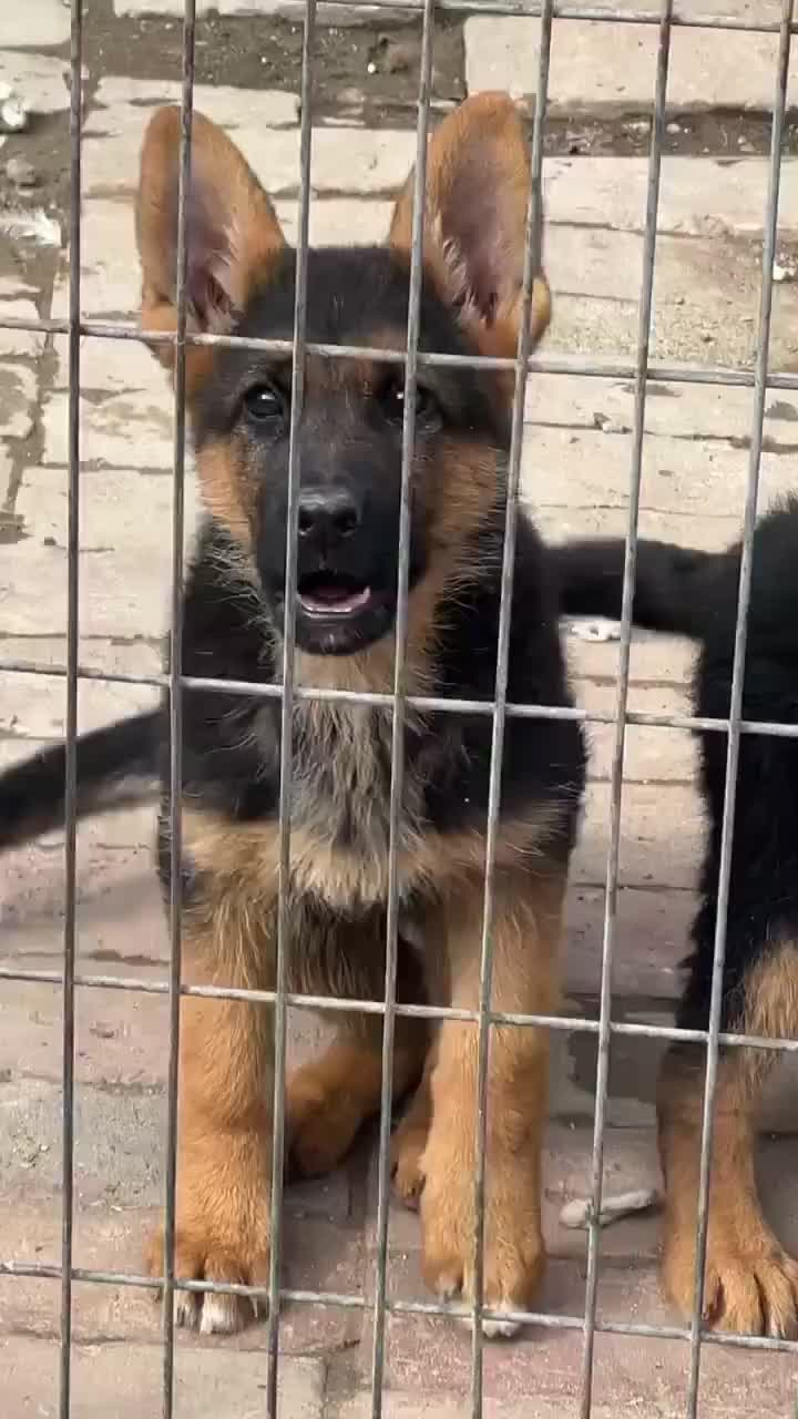 德牧幼犬