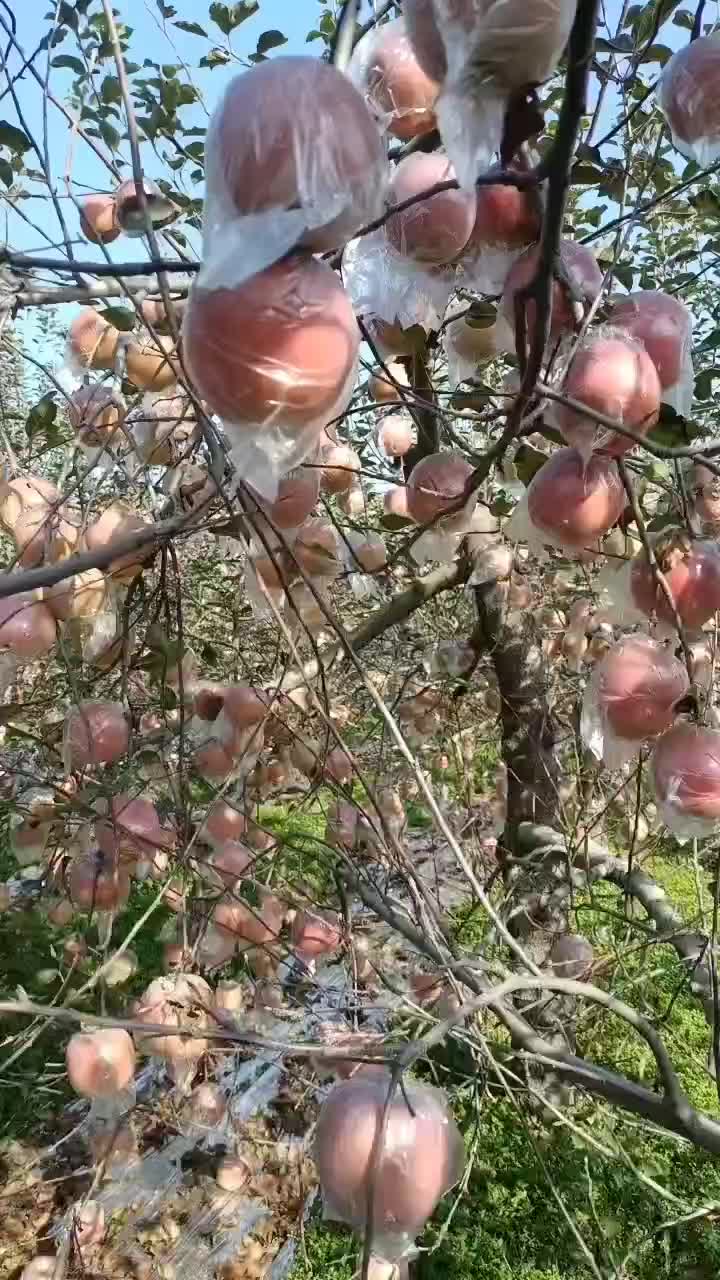 精品苹果山西临猗冰糖心膜袋富士苹果一手货源欢迎咨询