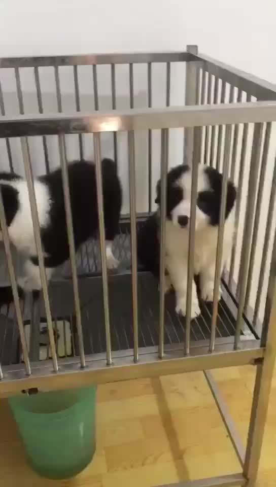 精品边牧犬