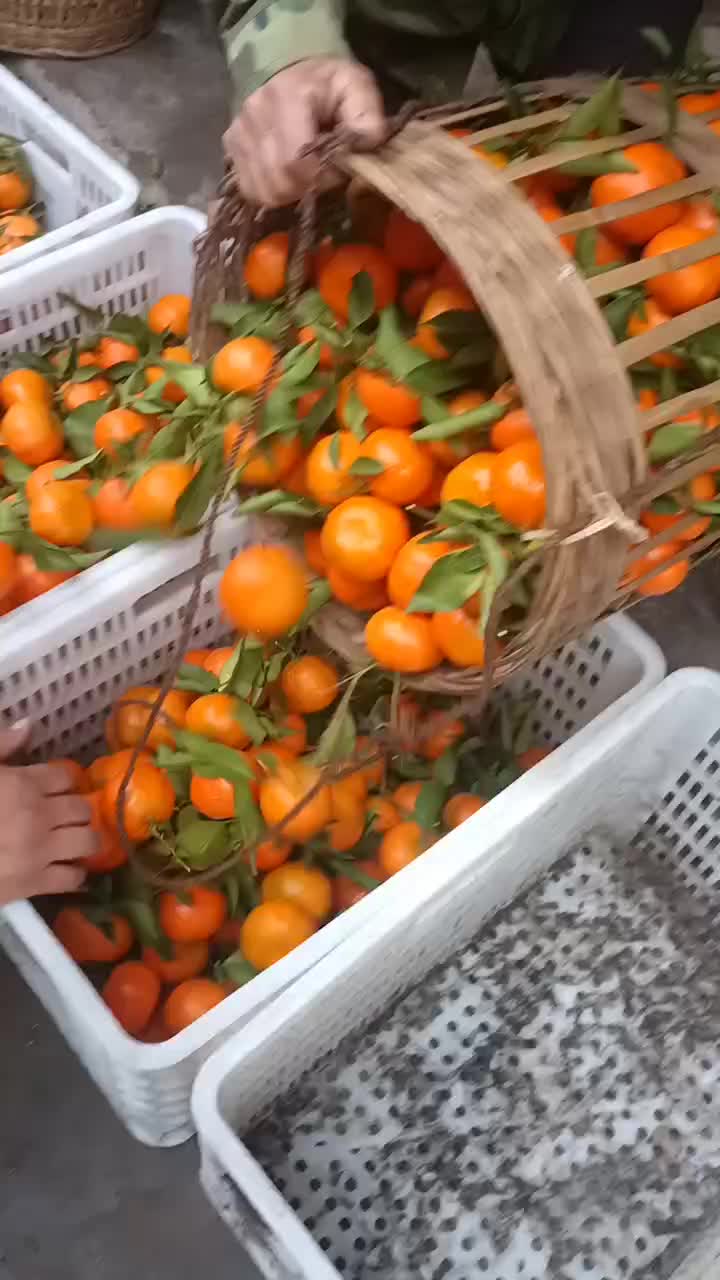 万州红橘
