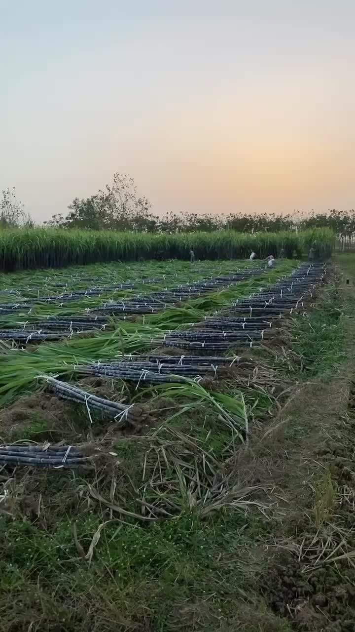 湖北省枣阳市精选优质黑皮甘蔗水果甘蔗，大量上市中