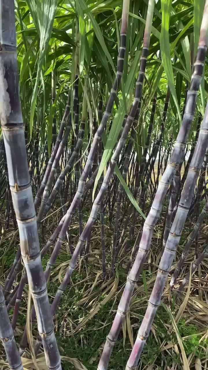 精品黑皮水果甘蔗，大量上市！皮薄脆甜，老少皆宜欢迎来电