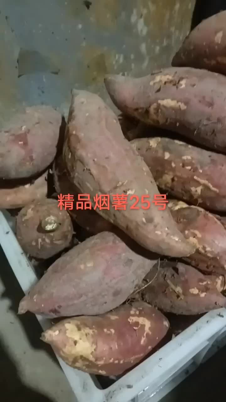 烟薯25烤块