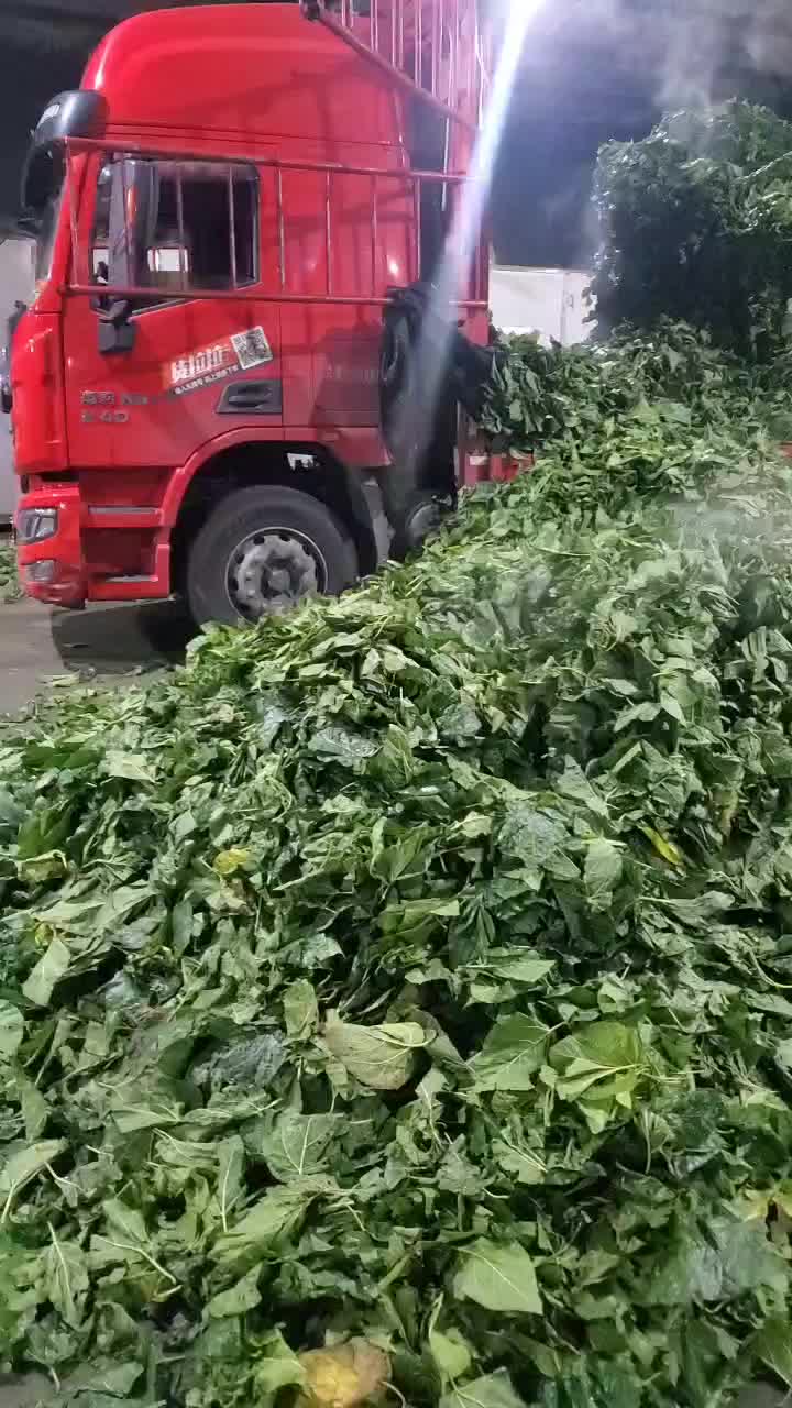 鲜桑树叶