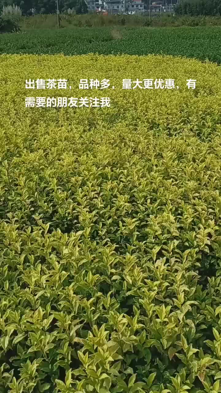 茶苗