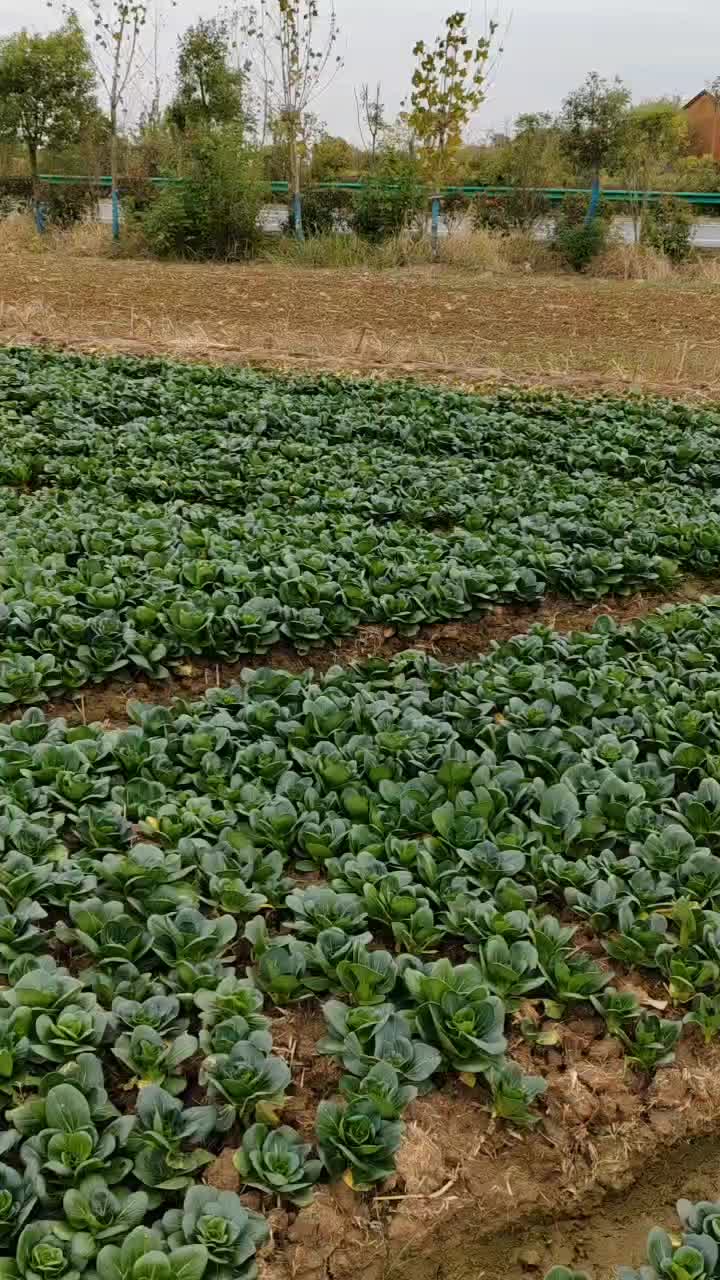 七宝青（矮脚青菜）