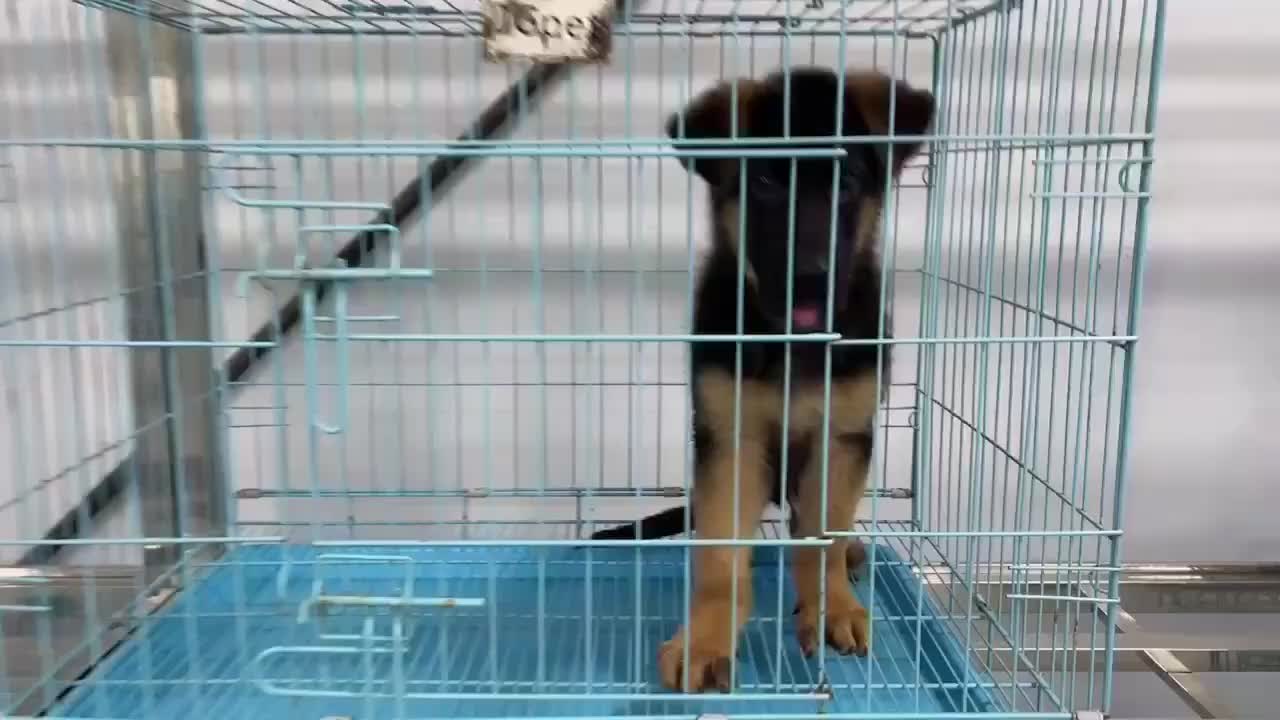 德牧牧羊犬