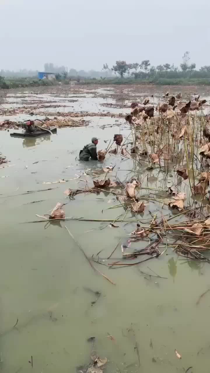 湖北蕲州手工纯藕粉