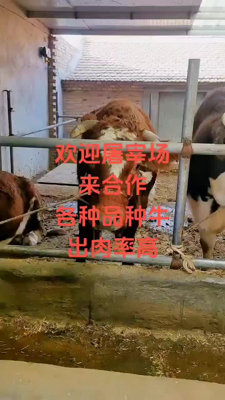 精品活牛出肉率高