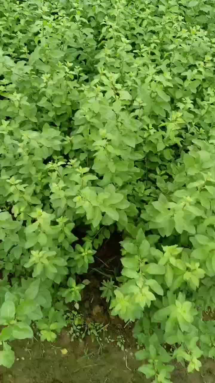 阳山枸杞叶