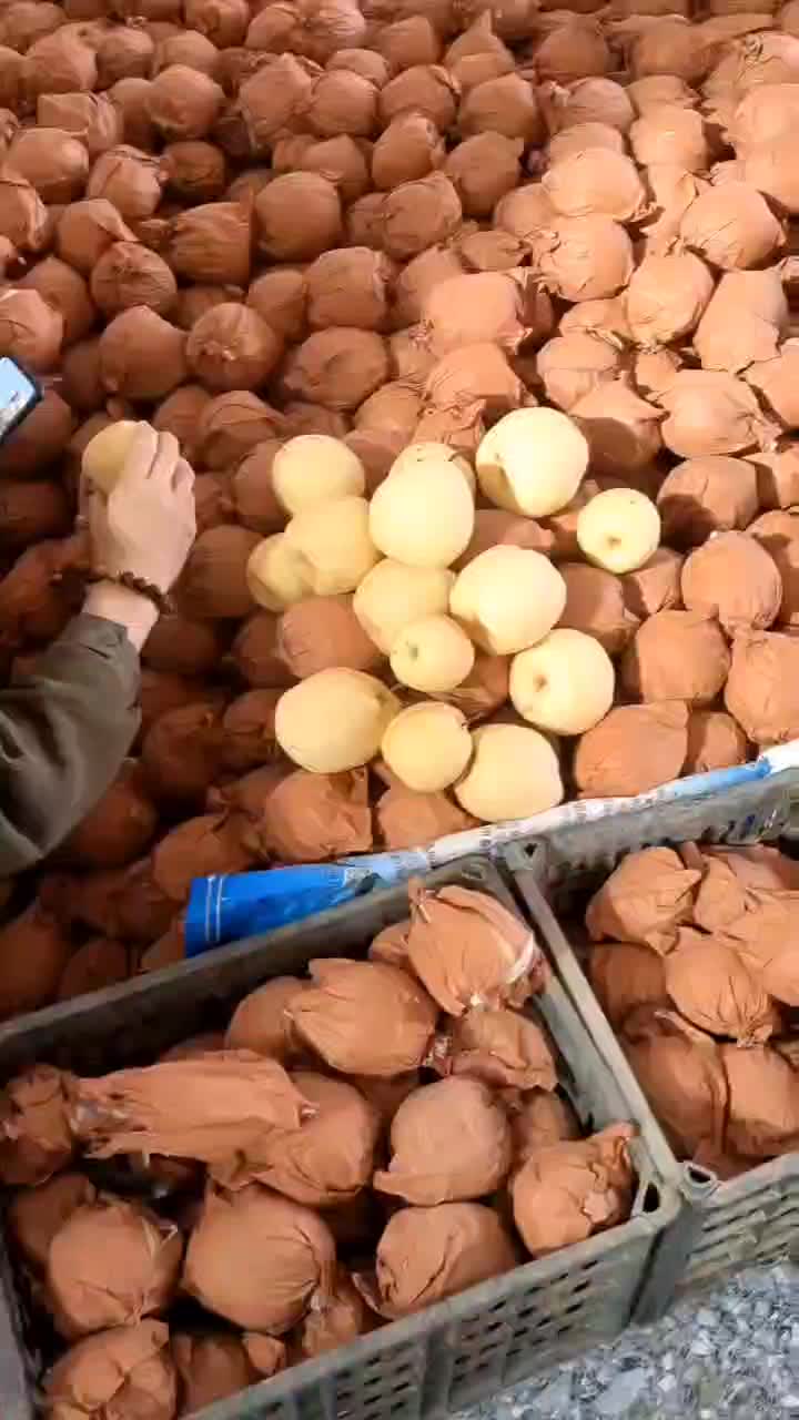 陕西渭南蒲城酥梨脆甜多汁皮薄肉多水分足产地直发表皮干净无黑点