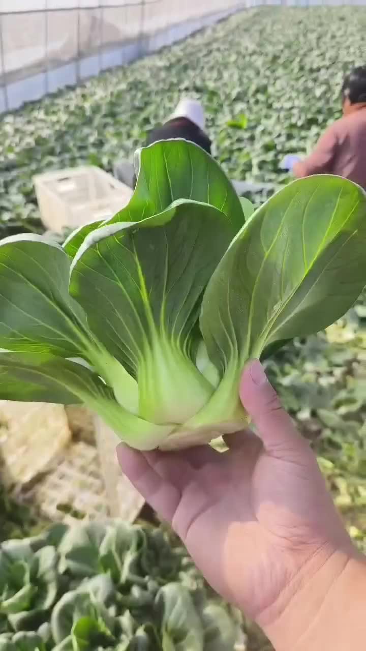 苏州青，太湖菜