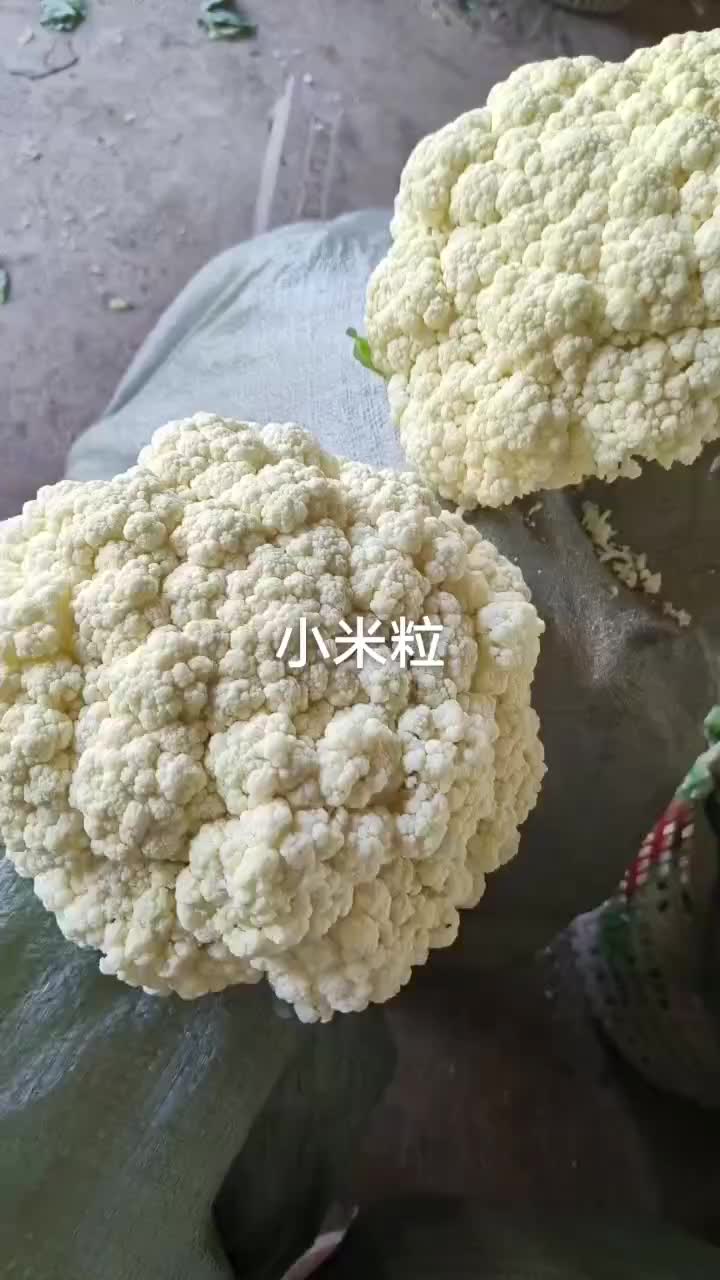 白面青梗散花