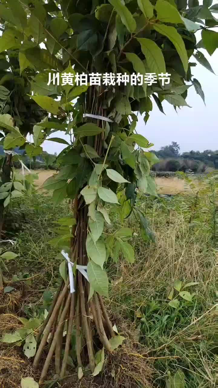 四川黄柏苗，中药材黄柏，柏树苗苗木种苗大量有货欢迎来购