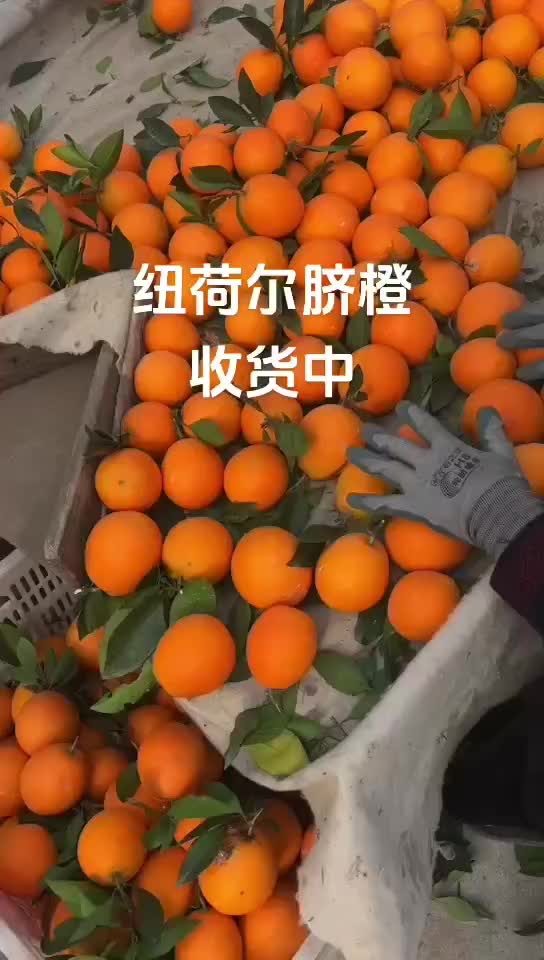 湖北宜昌纽荷尔脐橙大吨位供货