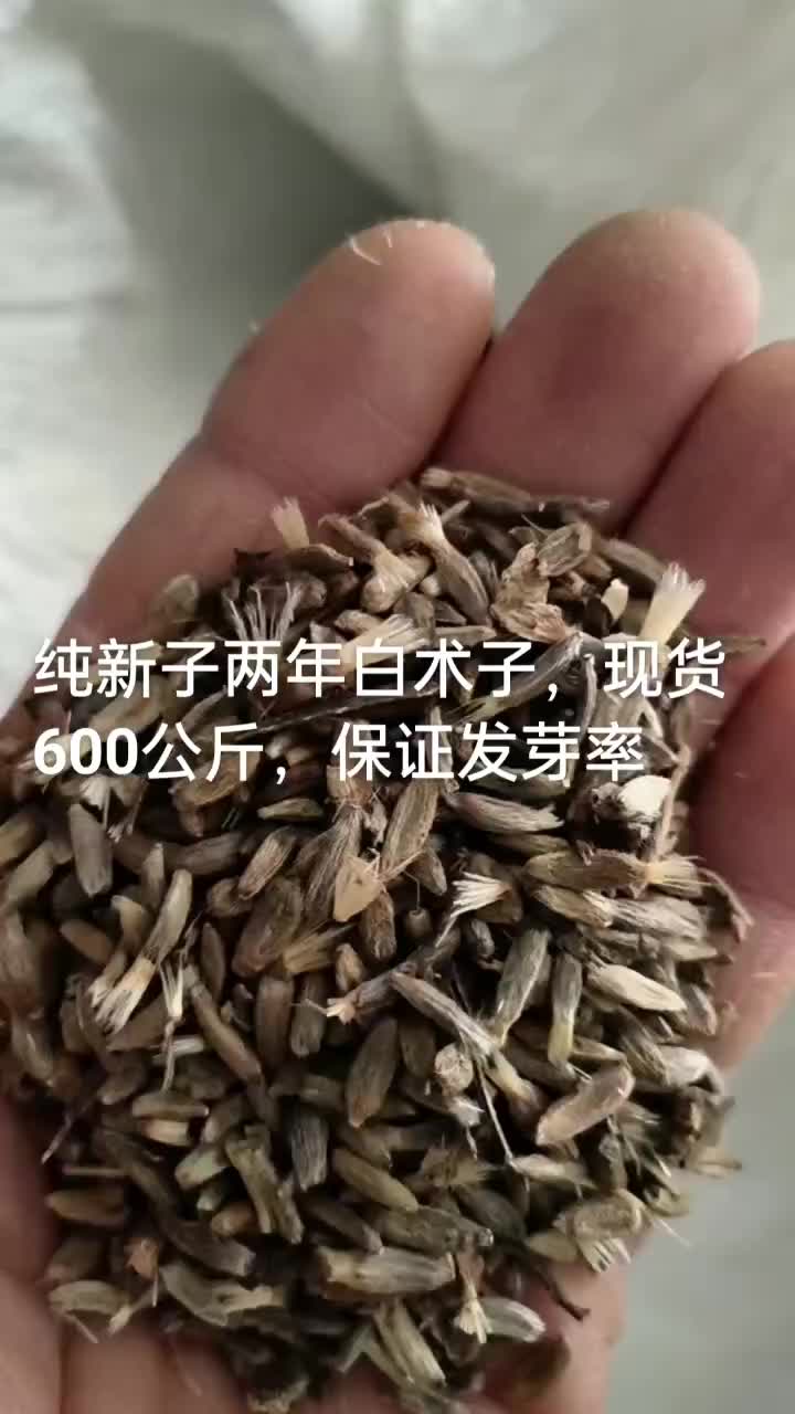 纯新白术子，现货600公斤，两年种子