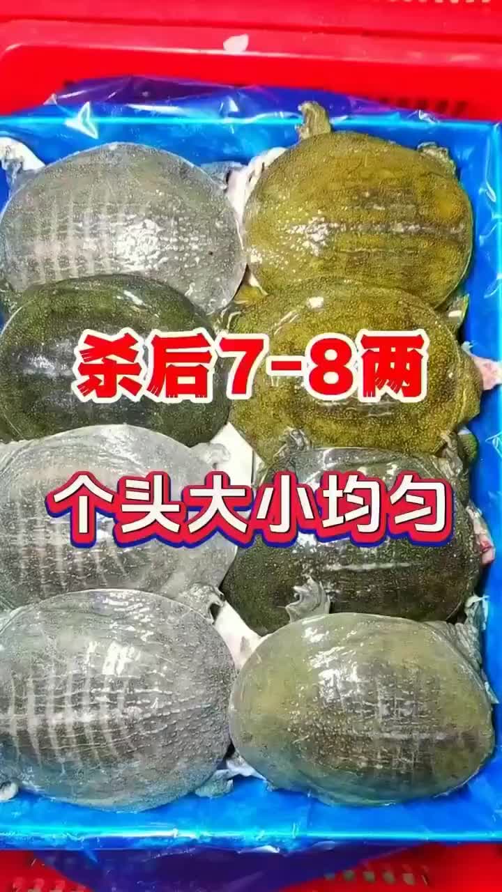 麻辣甲鱼卤甲鱼半斤到一斤活体现杀真空包装量大价优