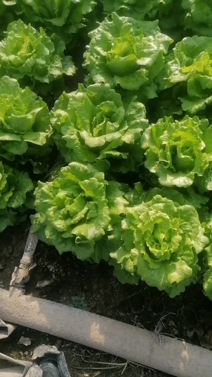 意大利生菜