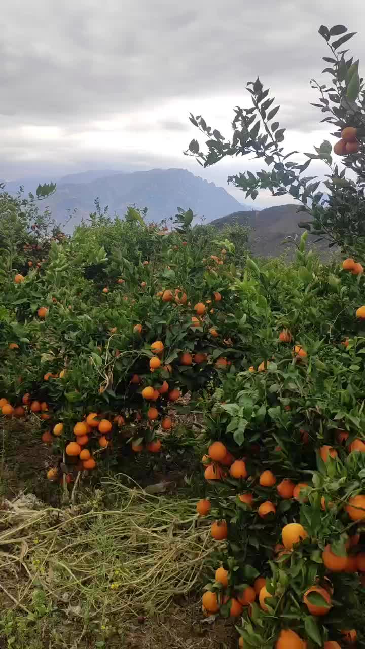 汉源县黄果柑，诚信代办批发酸甜可口，市场，电商，越南果，