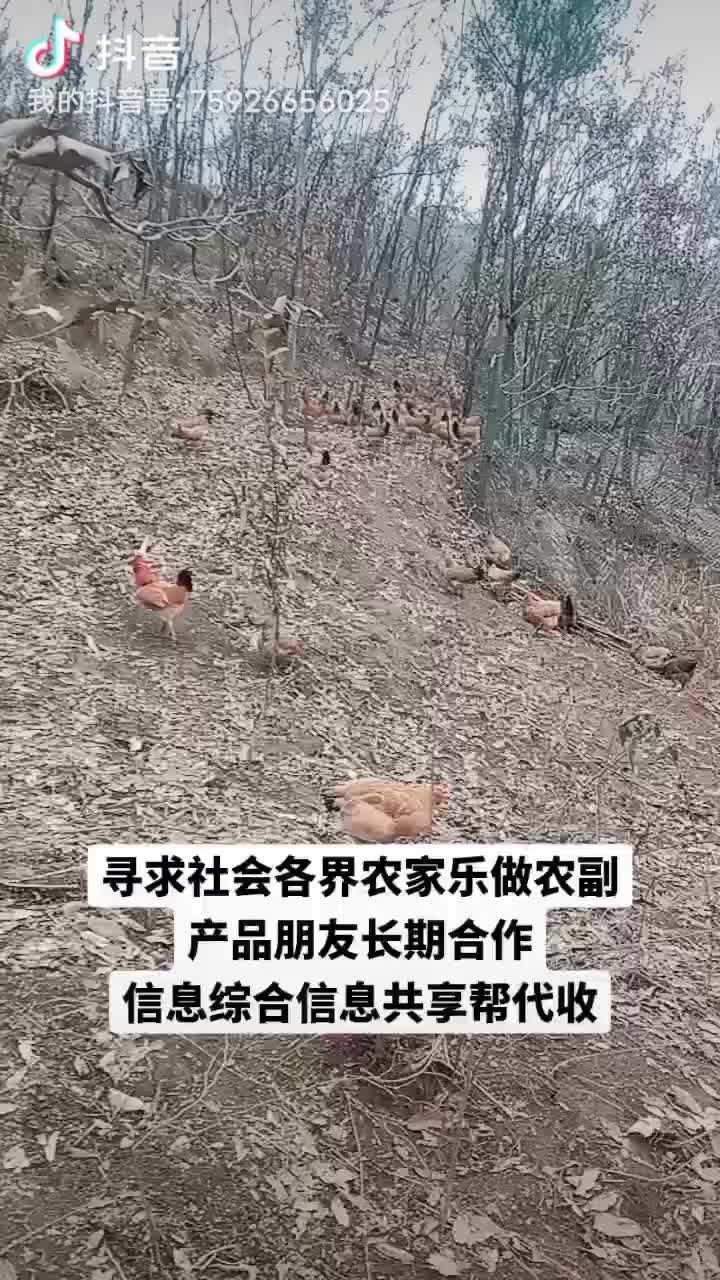 湖北大山散养跑山土鸡