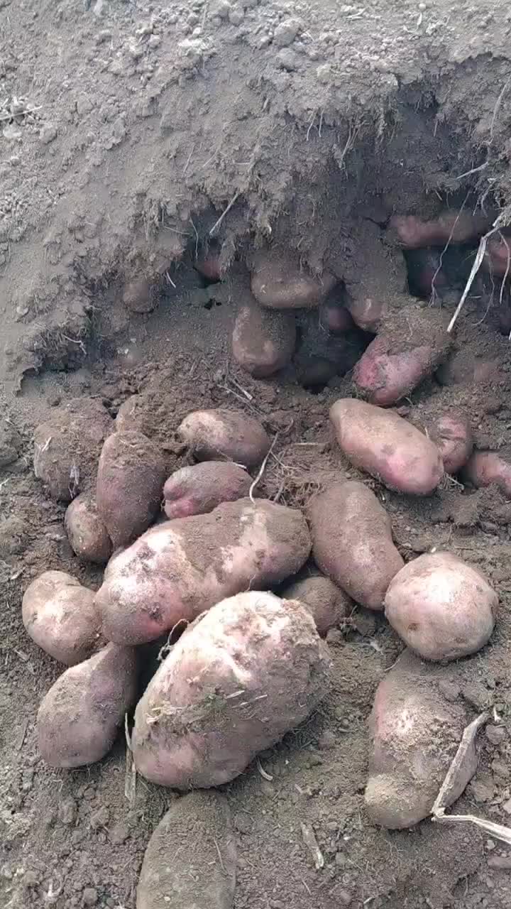 土豆(青薯9号，丽薯6号)