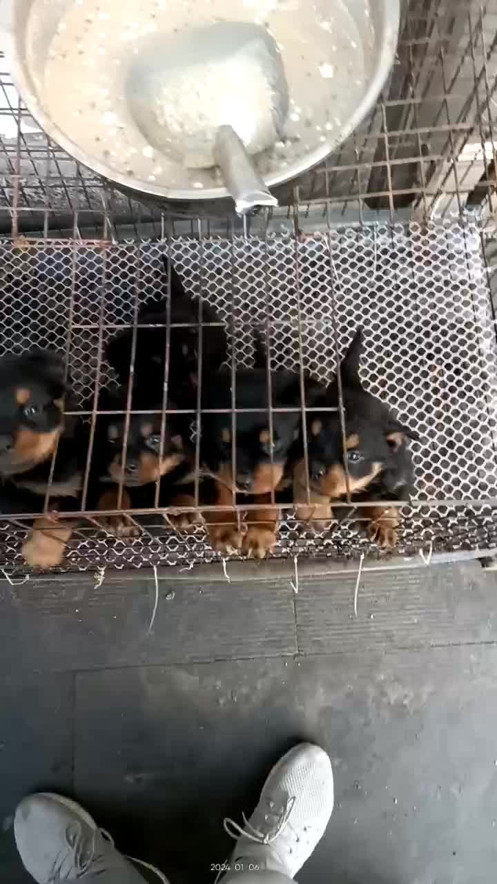 罗威纳幼犬