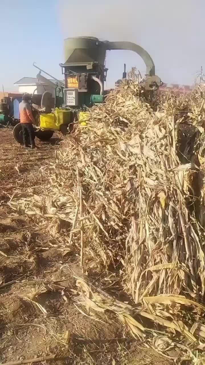 精品人工砸段玉米秸秆