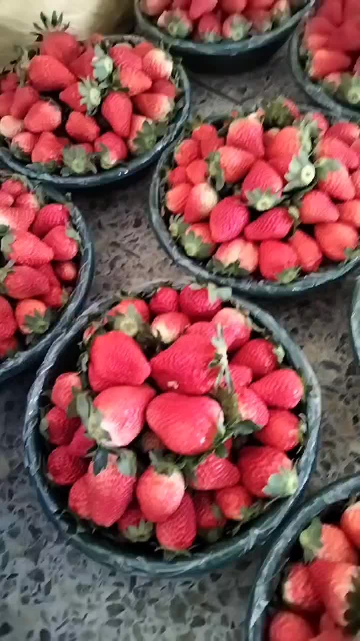 黔莓