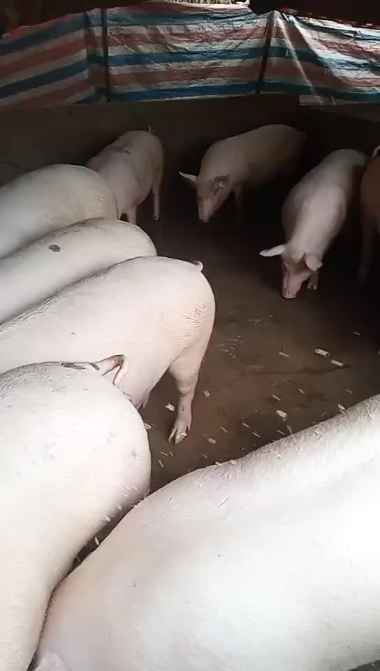 白猪三元猪