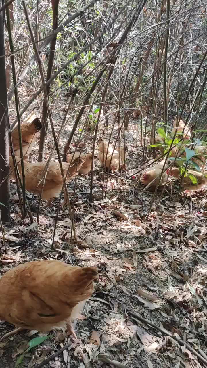 散养土鸡