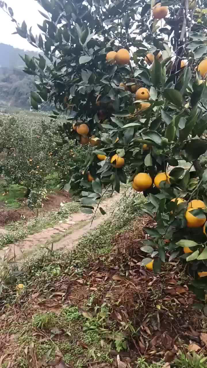 福建平和黄金葡萄柚