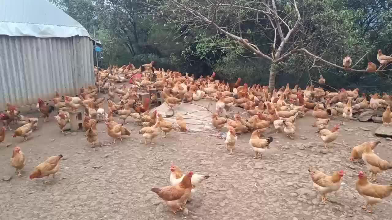 高山散养土鸡