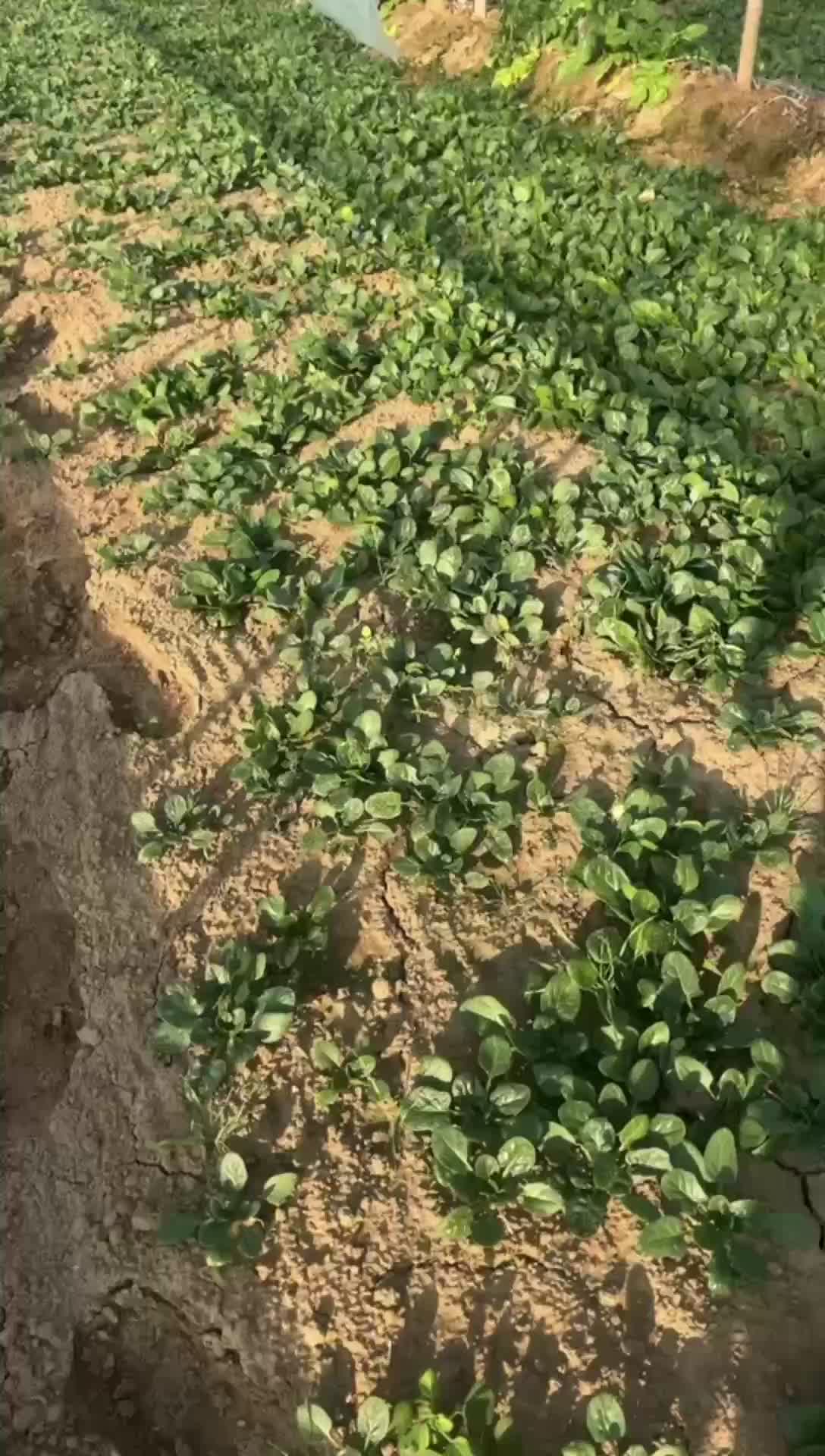 大棚种植趴地菠菜质量保证无冻伤