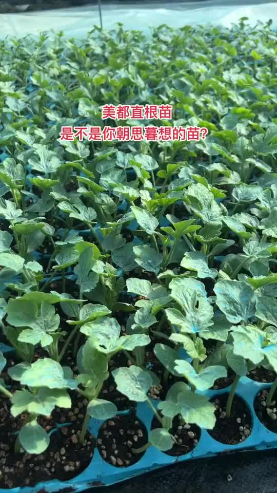 美都8424甜王2k苗嫁接苗常年有苗量大价优专车运输