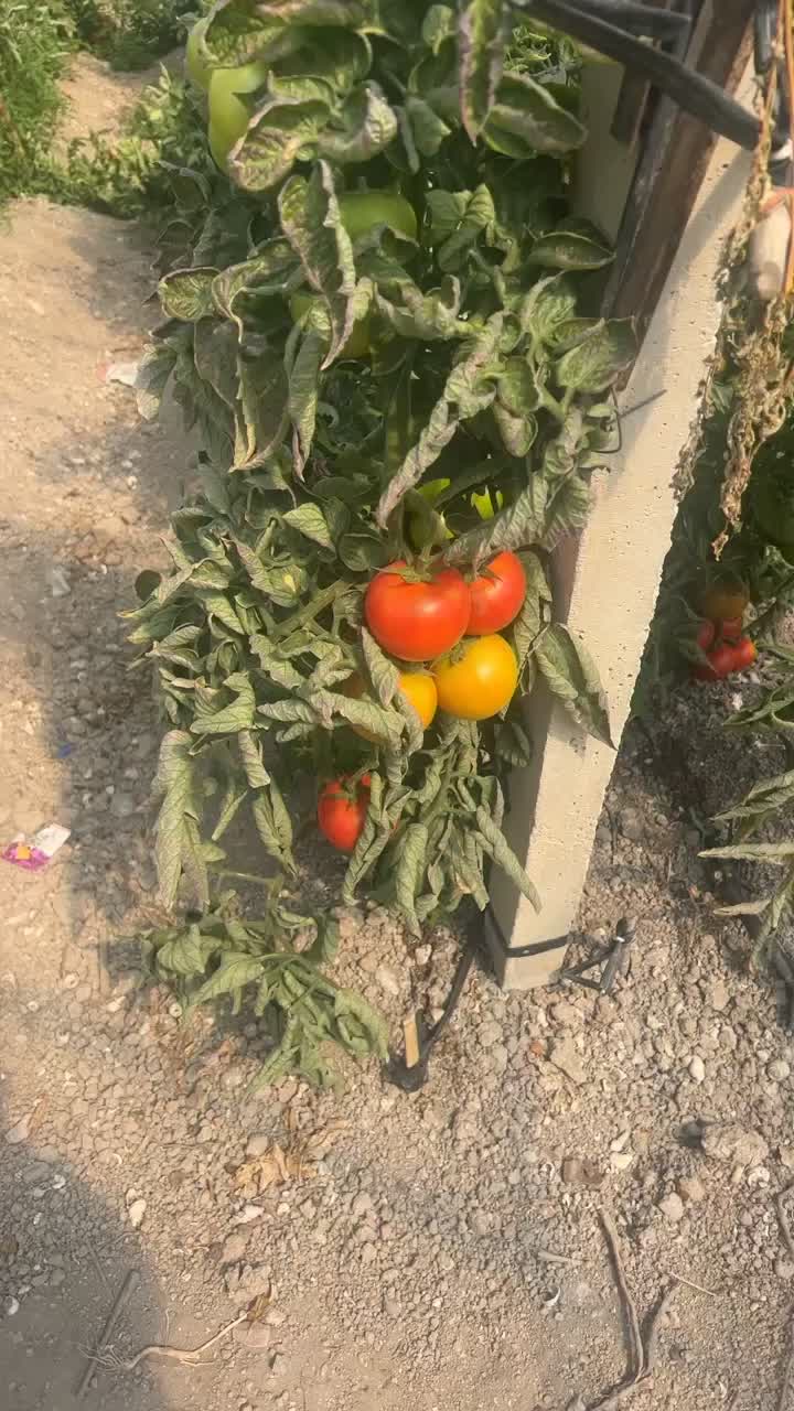 石头番茄🍅